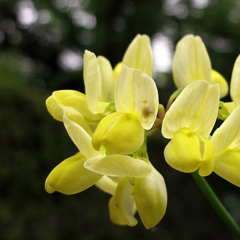 Glaucous Scorpion Vetch Citrina in the GardenTags plant encyclopedia