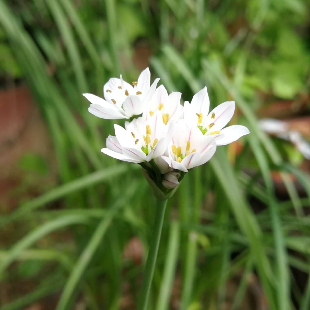 Allium trifoliatum in the GardenTags plant encyclopedia Allium (Species) Pink Garlic in the GardenTags plant encyclopedia