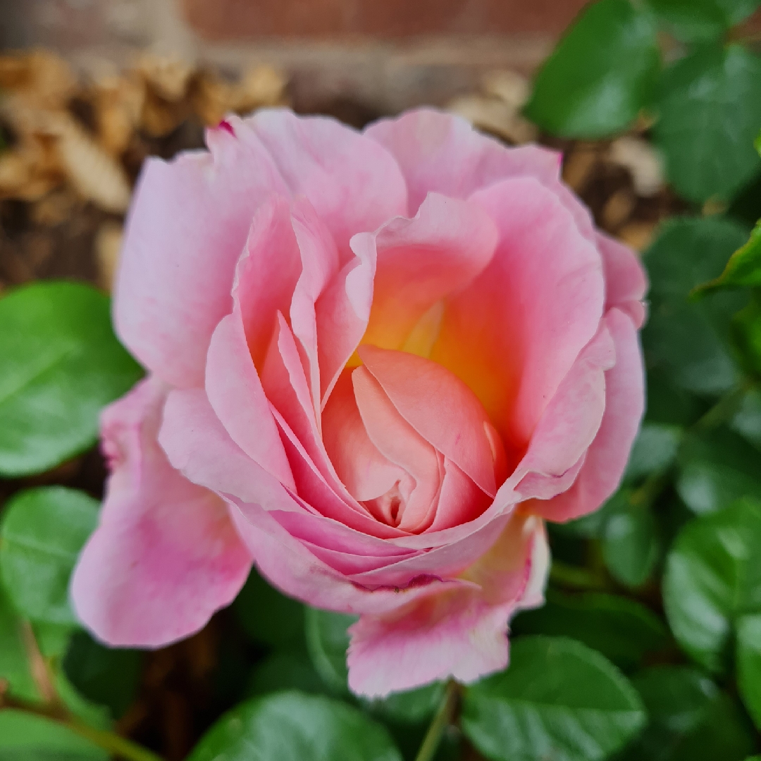 Rose Eustacia Vye (Shrub) in the GardenTags plant encyclopedia