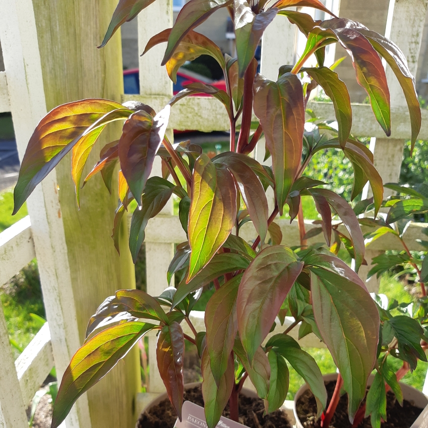 Paeonia lactiflora Peter Brand in the GardenTags plant encyclopedia Peony Peter Brand (Herbaceous) in the GardenTags plant encyclopedia