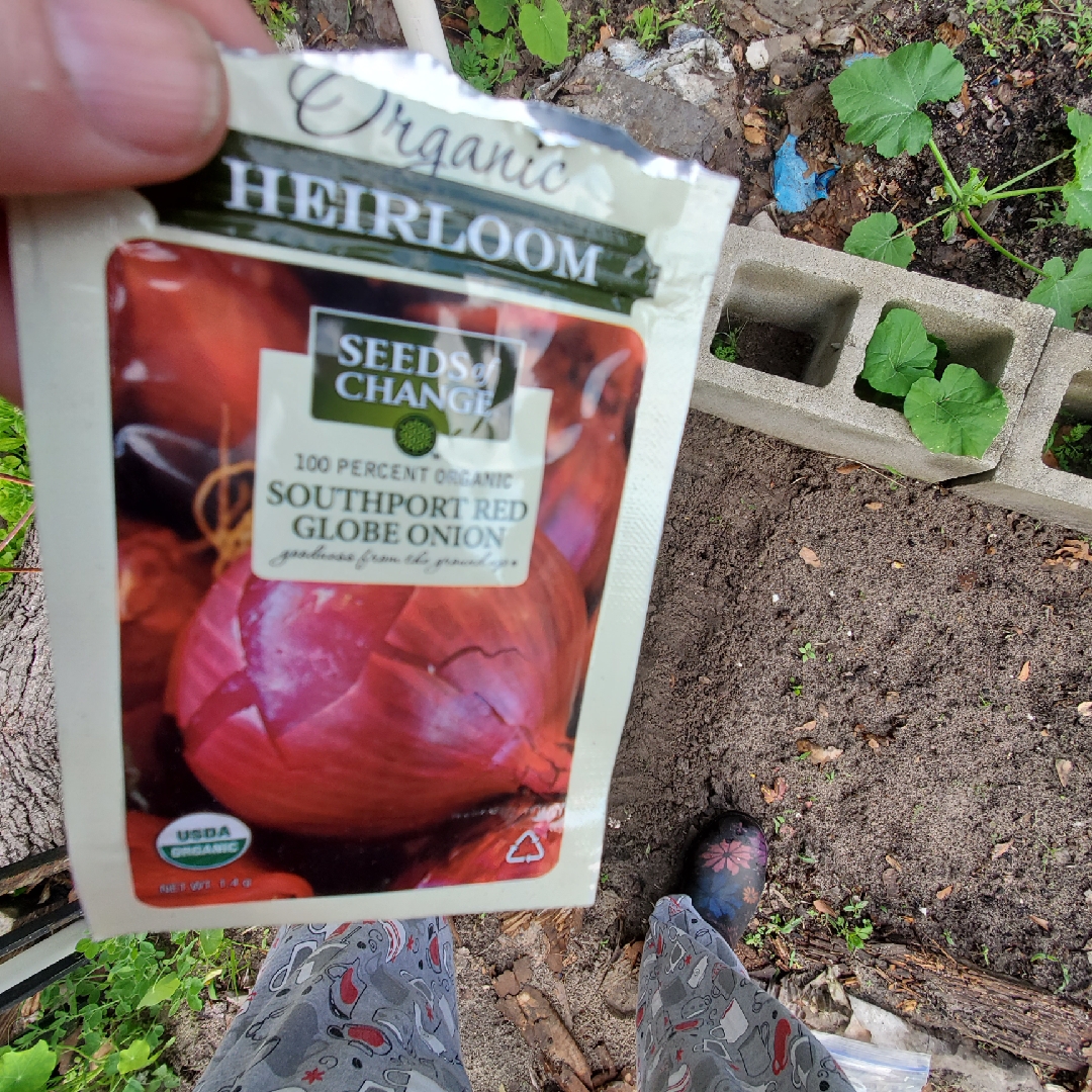 Allium cepa (Cepa Group) Southport Red Globe in the GardenTags plant encyclopedia Onion Southport Red Globe in the GardenTags plant encyclopedia