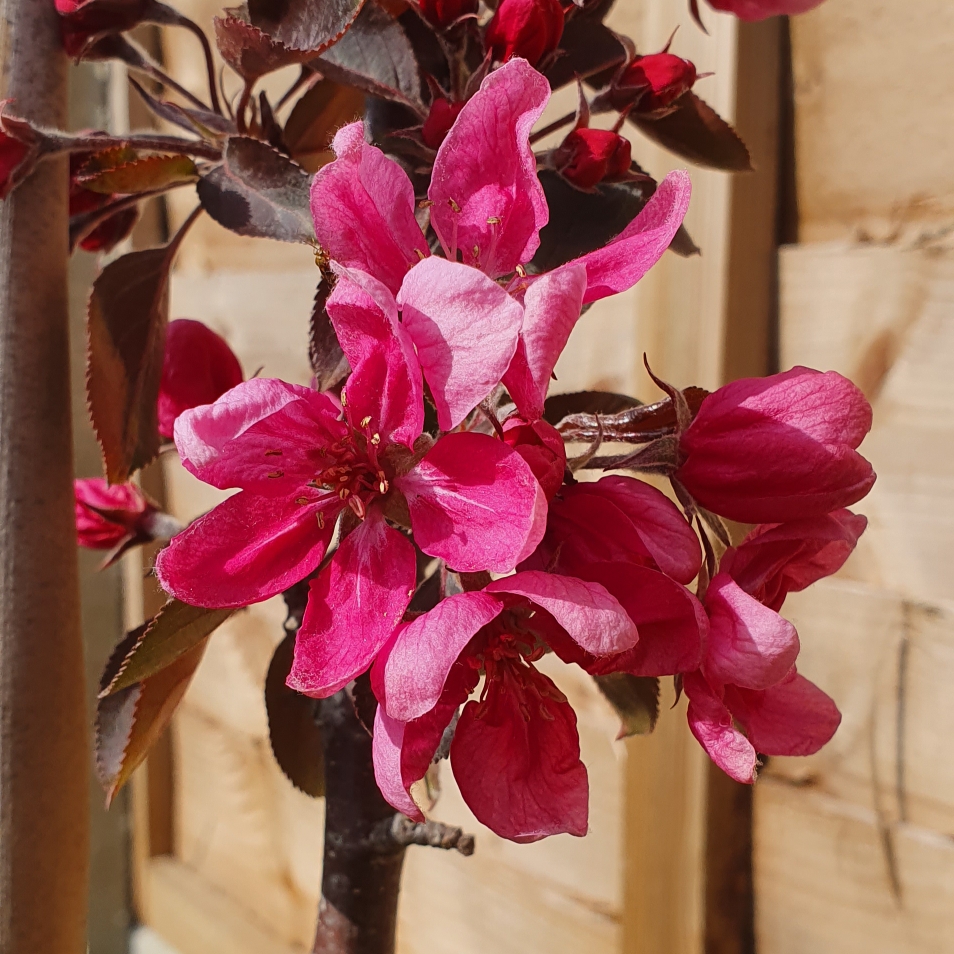 Malus domestica Maypole in the GardenTags plant encyclopedia Apple Maypole in the GardenTags plant encyclopedia