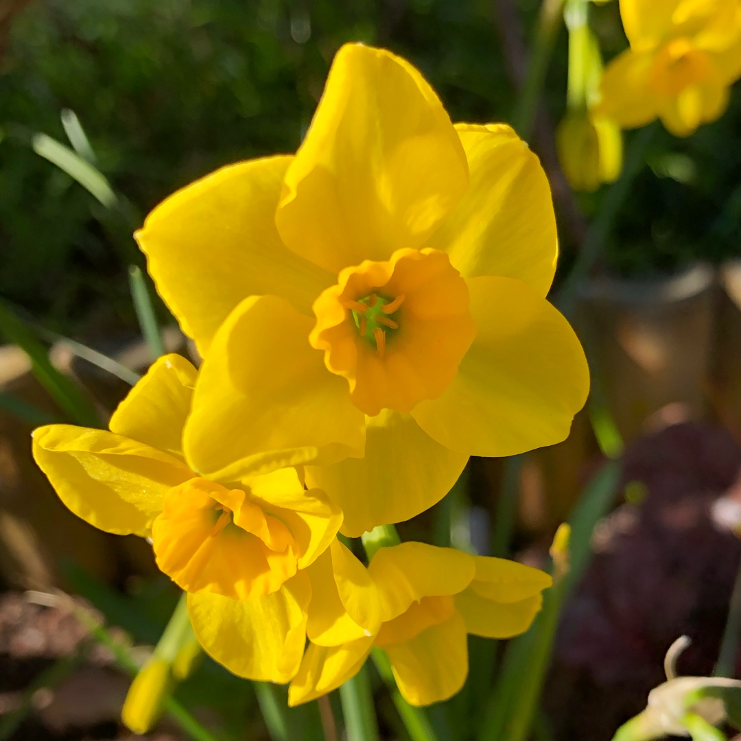 Narcissus Kokopelli in the GardenTags plant encyclopedia Daffodil Kokopelli (Jonquilla) in the GardenTags plant encyclopedia