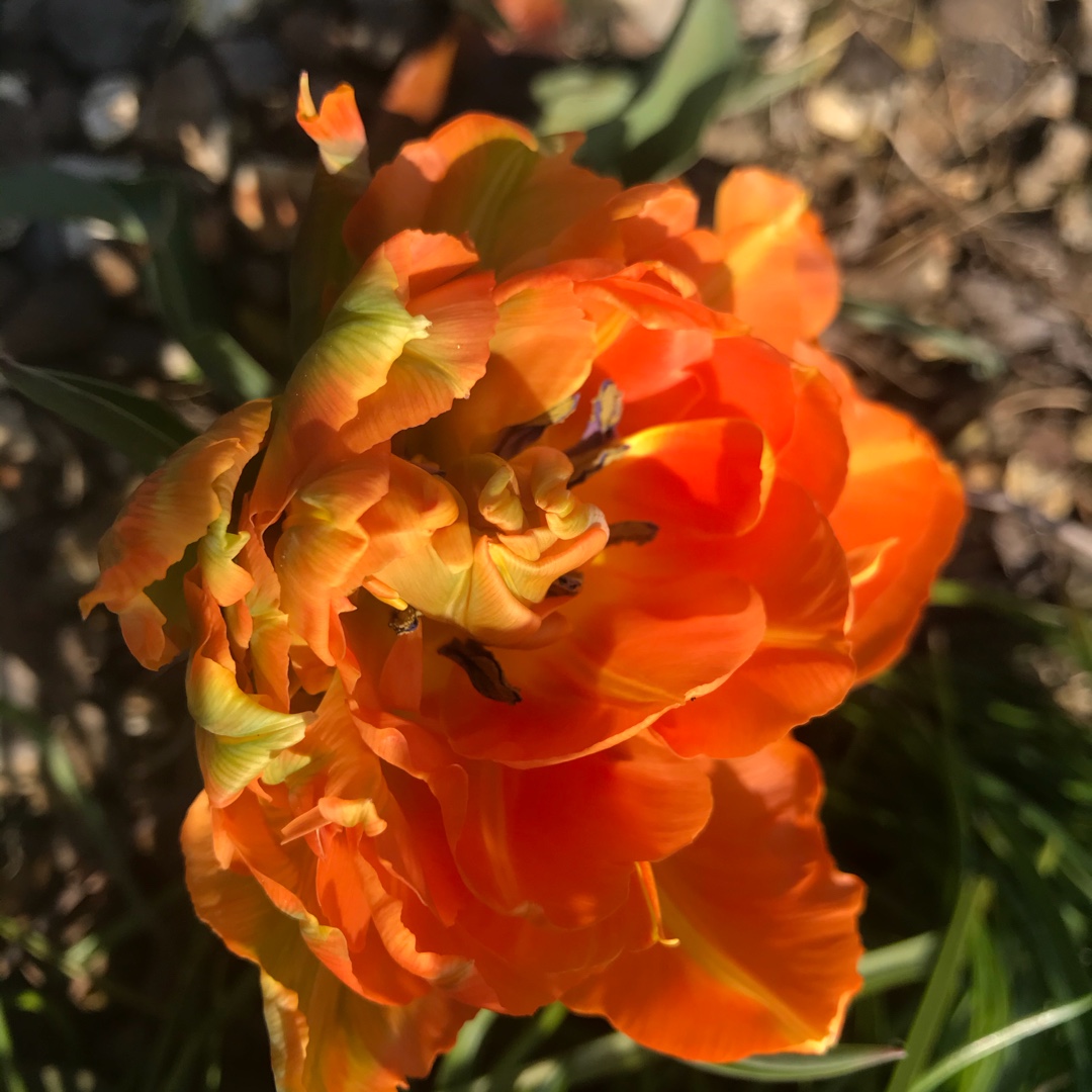 Tulipa Orca in the GardenTags plant encyclopedia Tulip Orca (Double Early) in the GardenTags plant encyclopedia