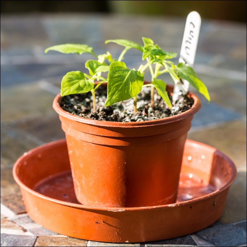 Capsicum Annuum Naga in the GardenTags plant encyclopedia Chilli Pepper Naga in the GardenTags plant encyclopedia