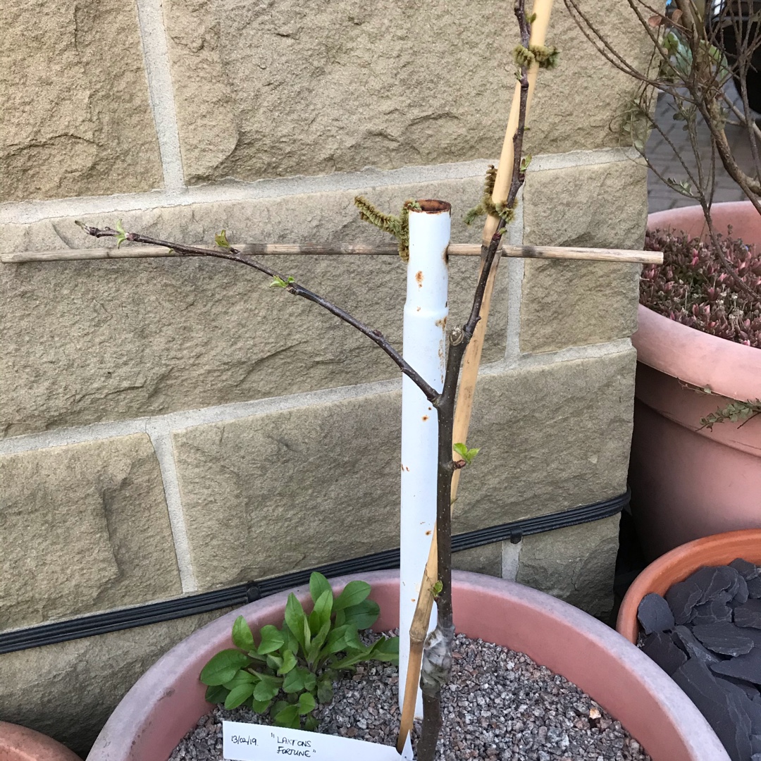 Malus domestica Laxtons Fortune in the GardenTags plant encyclopedia Apple Laxtons Fortune in the GardenTags plant encyclopedia