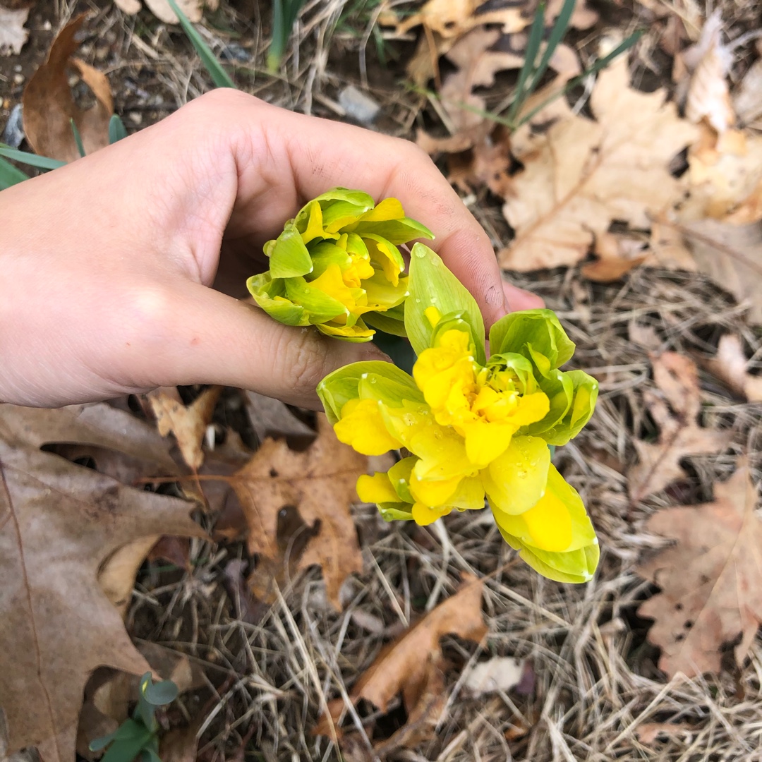 Narcissus Thomas Virescent Daffodil syn. Narcissus The Derwydd Daffodil in the GardenTags plant encyclopedia Daffodil Thomas Virescent Daffodil (Double) in the GardenTags plant encyclopedia