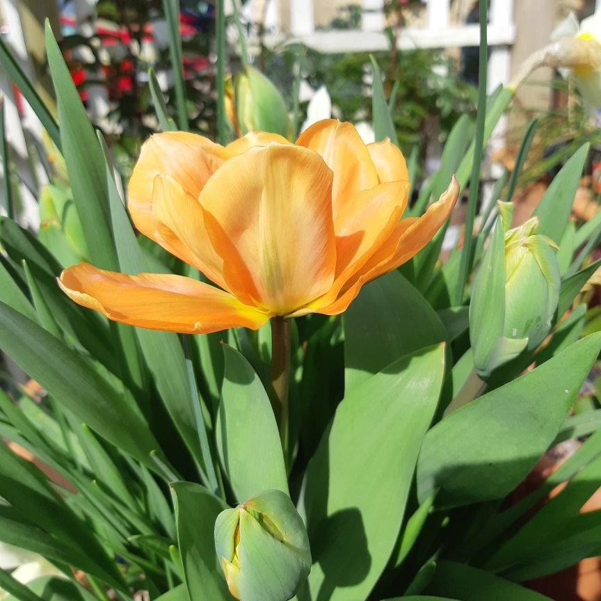 Tulipa Disneyland Paris in the GardenTags plant encyclopedia Tulip Disneyland Paris (Double Early) in the GardenTags plant encyclopedia