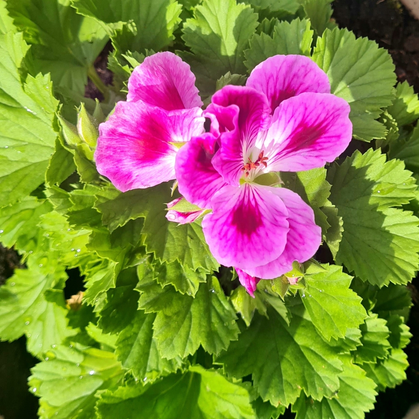 Pelargonium Regpinker syn. Pelargonium Pinkerbell in the GardenTags plant encyclopedia Pelargonium Pinkerbell (Regal) in the GardenTags plant encyclopedia