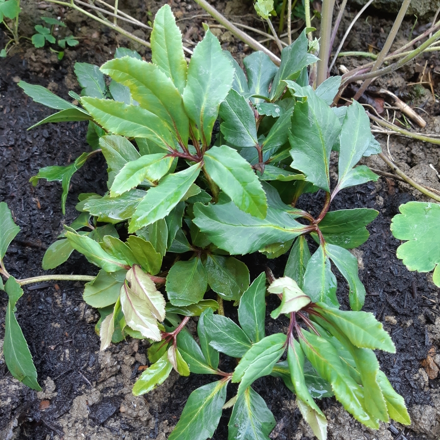 Helleborus niger Saint Nicolas (Saint Series) in the GardenTags plant encyclopedia Hellebore Saint Nicolas in the GardenTags plant encyclopedia