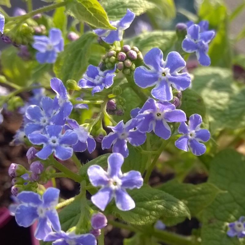 Brunnera macrophylla Henrys Eyes in the GardenTags plant encyclopedia Siberian Bugloss Henrys Eyes in the GardenTags plant encyclopedia