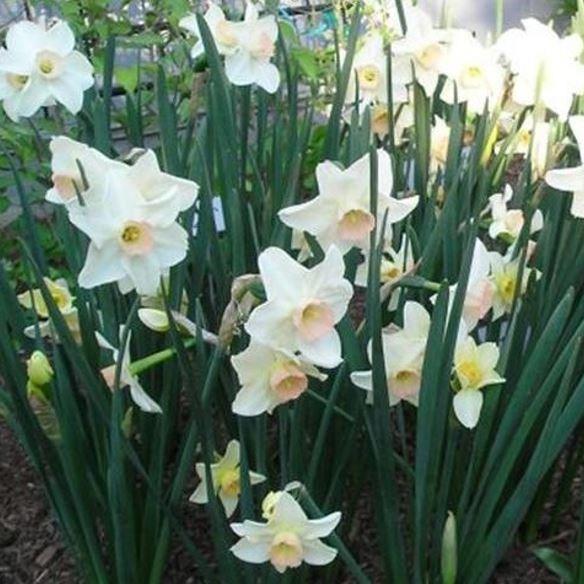 Narcissus Bell Song in the GardenTags plant encyclopedia Daffodil Bell Song (Jonquilla) in the GardenTags plant encyclopedia