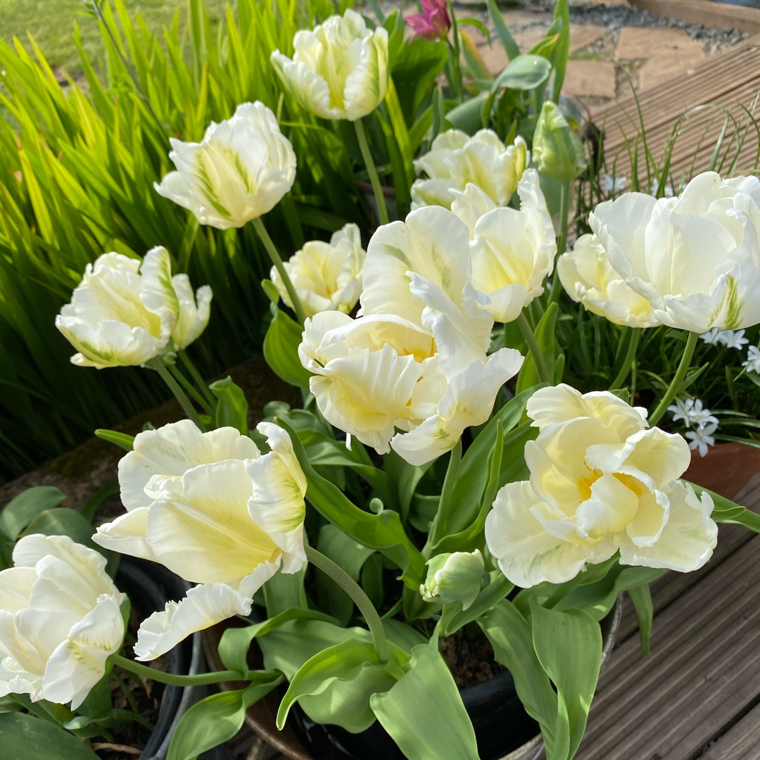 Tulipa Madonna in the GardenTags plant encyclopedia Tulip Madonna (Parrot) in the GardenTags plant encyclopedia