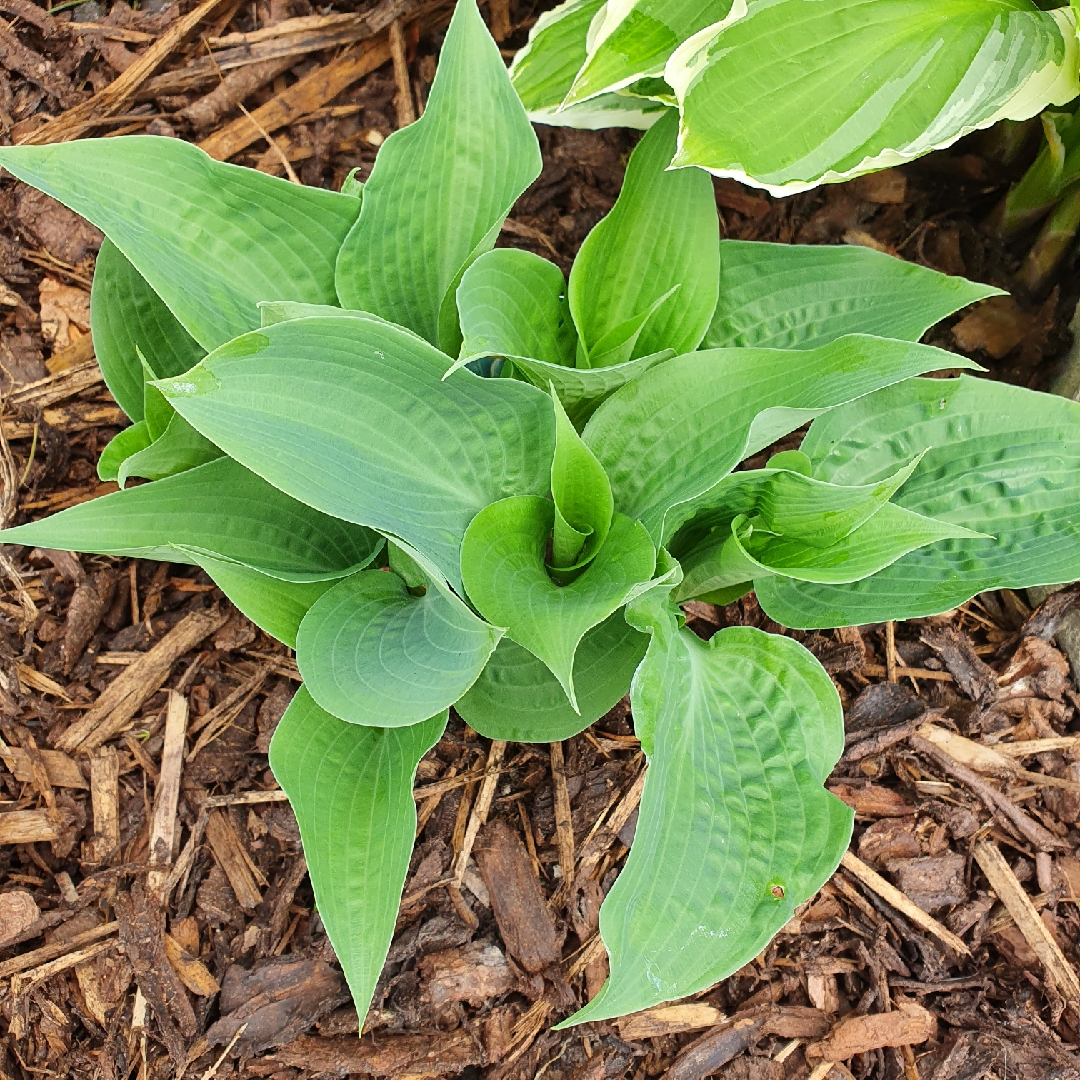 Hosta Frosted Dimples in the GardenTags plant encyclopedia Plantain Lily Frosted Dimples in the GardenTags plant encyclopedia