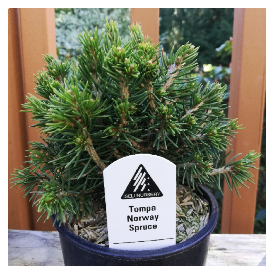 Picea abies Tompa in the GardenTags plant encyclopedia Norway Spruce Tompa in the GardenTags plant encyclopedia