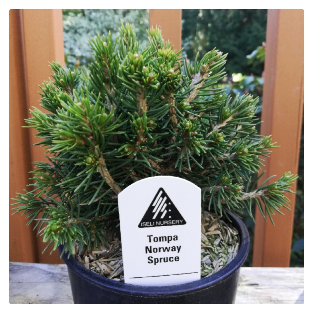 Picea Abies Tompa Norway Spruce Tompa In Gardentags Plant Encyclopedia