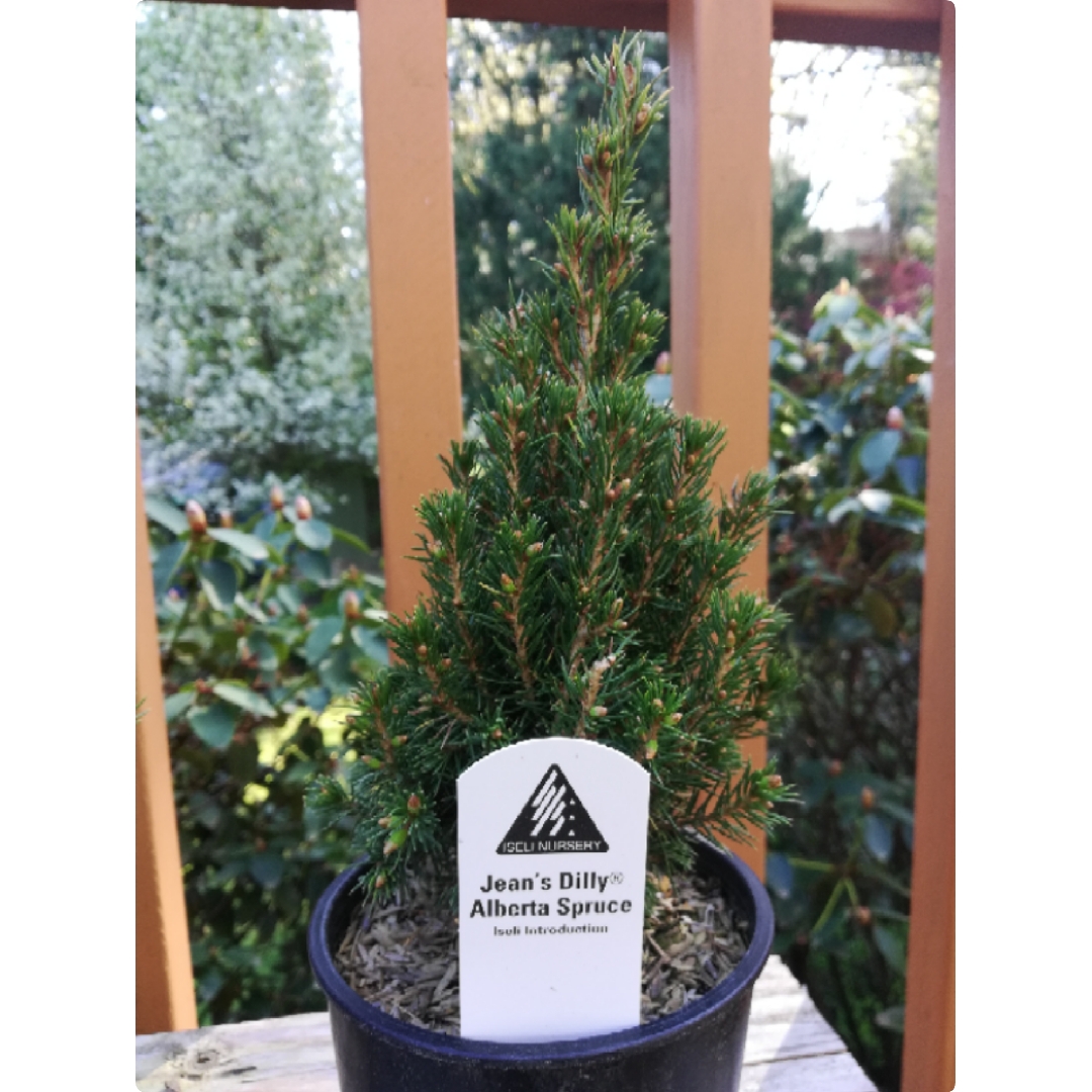 Picea glauca Jeans Dilly syn. Picea glauca Jean Dilly in the GardenTags plant encyclopedia White Spruce Jeans Dilly in the GardenTags plant encyclopedia