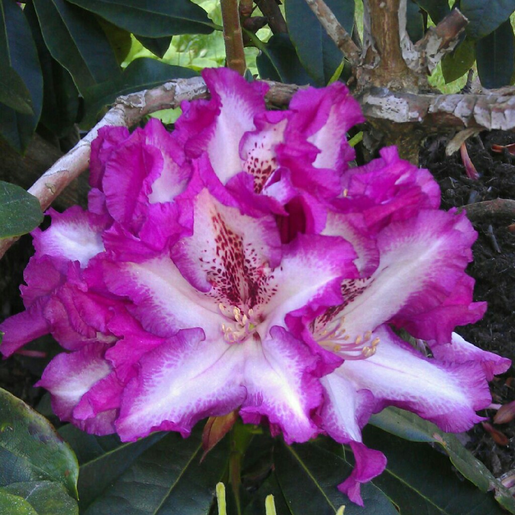 Rhododendron Midnight Mystique in the GardenTags plant encyclopedia Rhododendron Midnight Mystique in the GardenTags plant encyclopedia