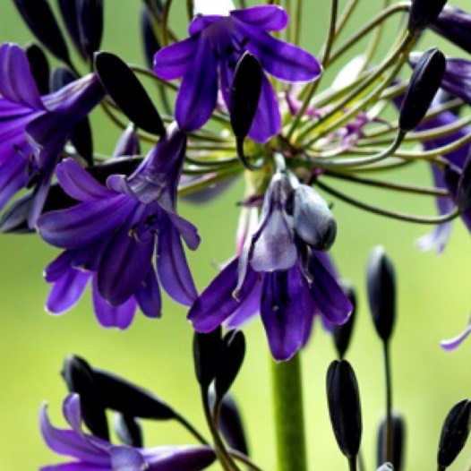 Agapanthus Black Buddhist in the GardenTags plant encyclopedia African Lily Black Buddhist in the GardenTags plant encyclopedia