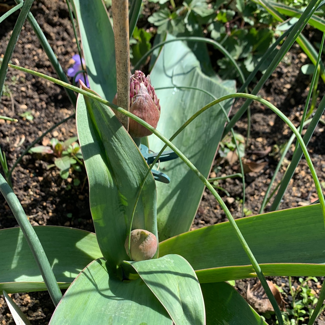 Allium Ostara in the GardenTags plant encyclopedia Allium Ostara in the GardenTags plant encyclopedia