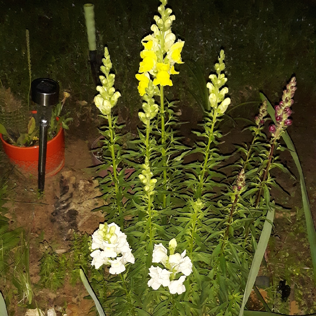 Antirrhinum majus Sonnet Mix (Sonnet Series) in the GardenTags plant encyclopedia Snapdragon Sonnet Mix in the GardenTags plant encyclopedia