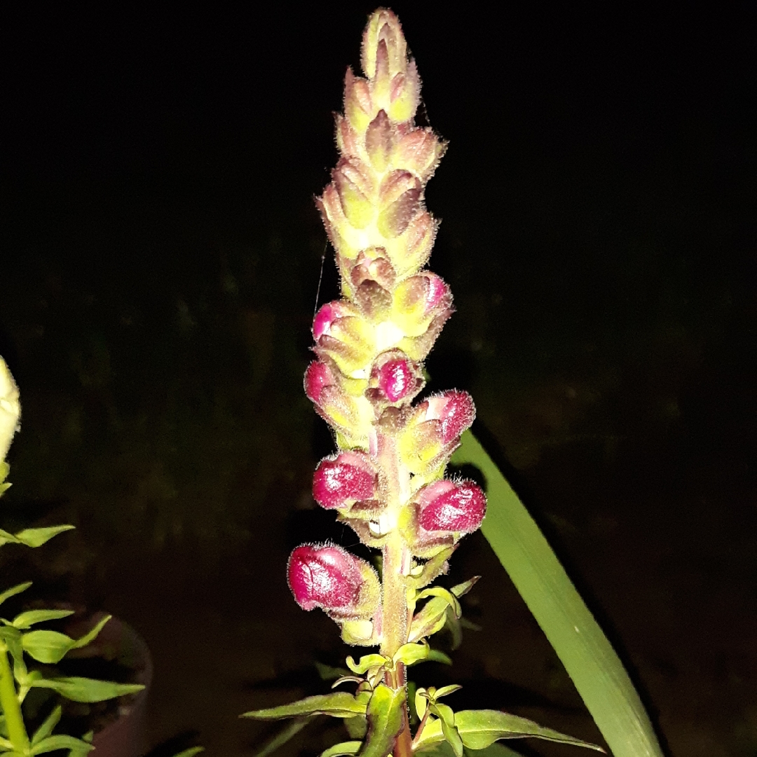 Antirrhinum majus Sonnet Burgundy (Sonnet Series) in the GardenTags plant encyclopedia Snapdragon Sonnet Burgundy in the GardenTags plant encyclopedia
