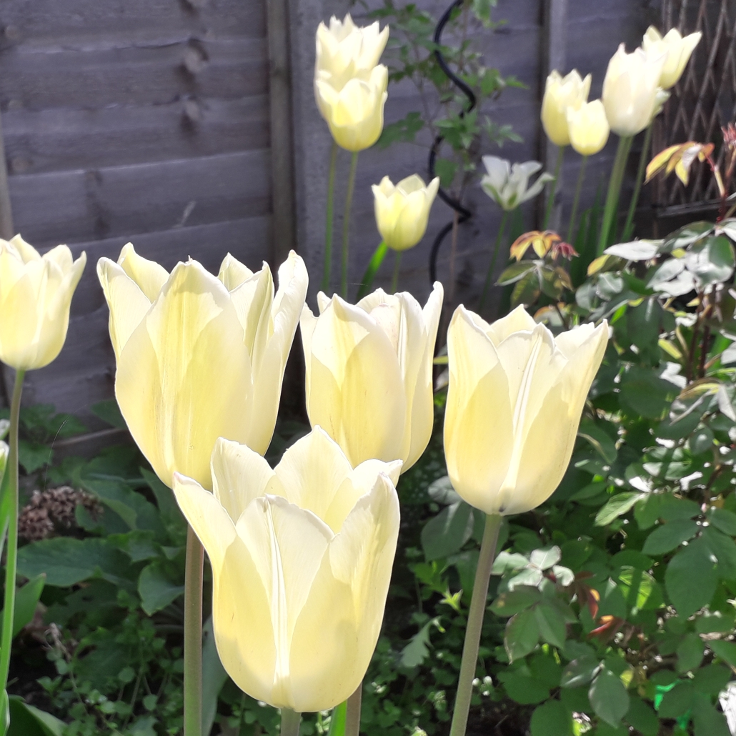 Tulipa First Proud in the GardenTags plant encyclopedia Tulip First Proud (Single Late) in the GardenTags plant encyclopedia