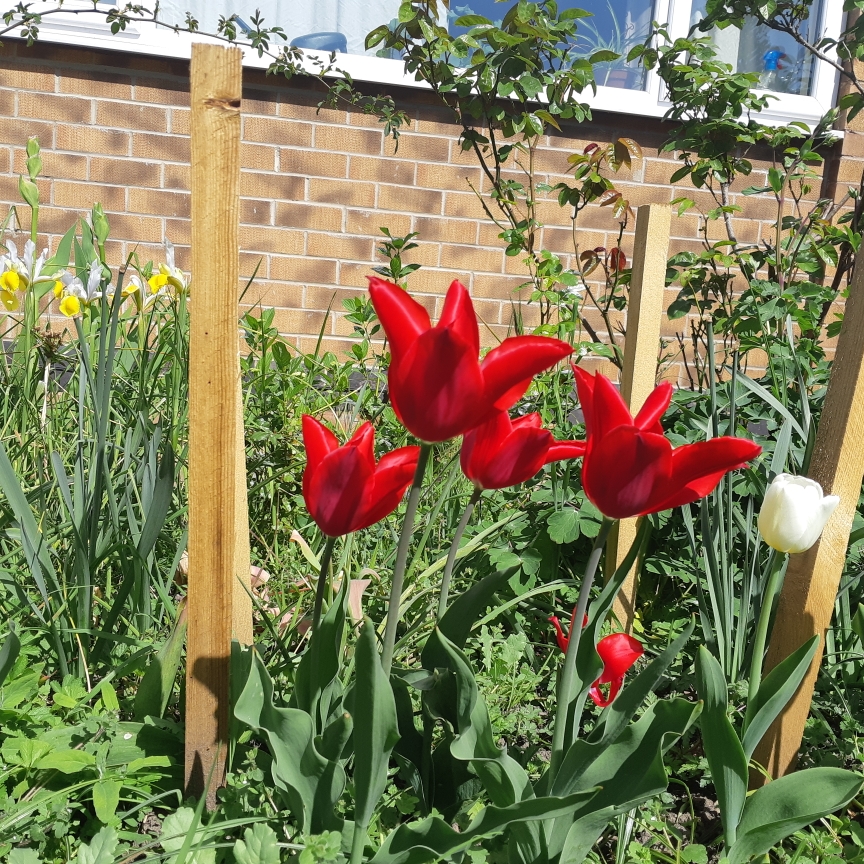 Tulip Pieter de Leur (Lily-flowered) in the GardenTags plant encyclopedia