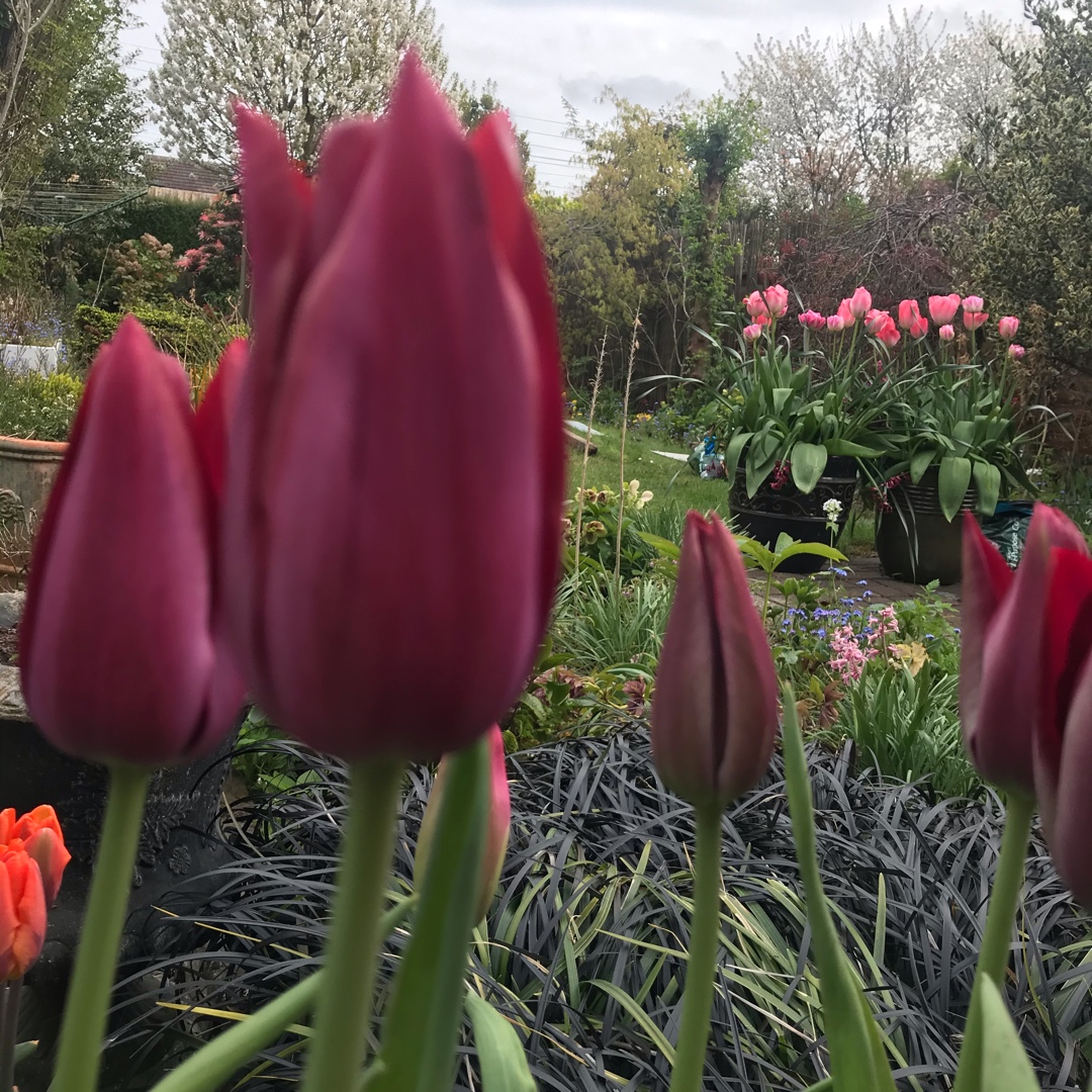 Tulipa Merlot in the GardenTags plant encyclopedia Tulip Merlot (Lily-flowered) in the GardenTags plant encyclopedia