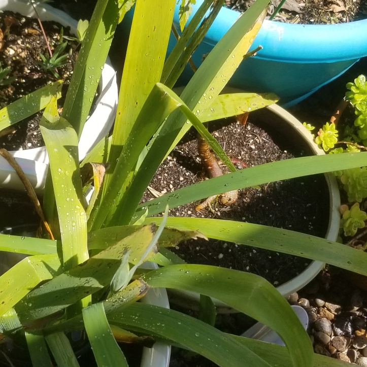 Iris Colorific in the GardenTags plant encyclopedia Louisiana Iris Colorific in the GardenTags plant encyclopedia