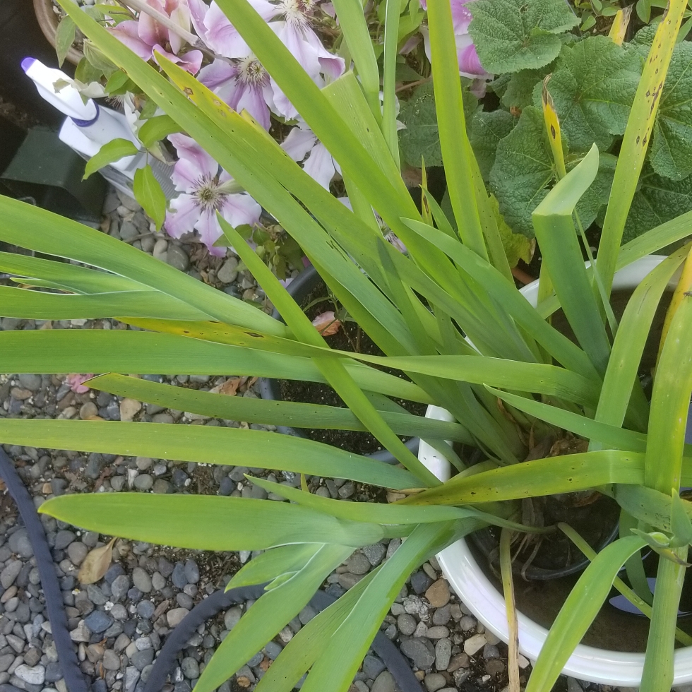Iris Kirk Strawn in the GardenTags plant encyclopedia Louisiana Iris Kirk Strawn in the GardenTags plant encyclopedia