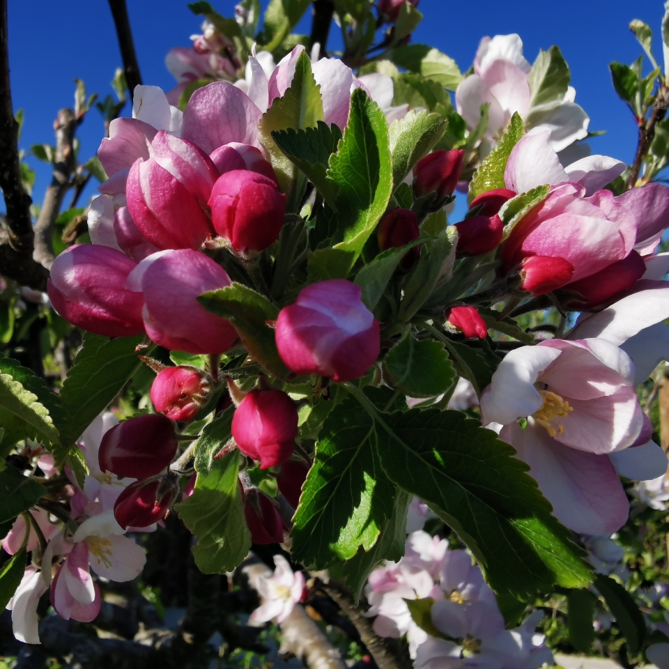 Malus domestica Sunset in the GardenTags plant encyclopedia Apple Sunset in the GardenTags plant encyclopedia