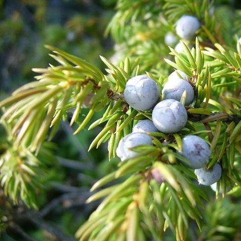 Juniperus communis 'Compressa', Common juniper in GardenTags plant ...