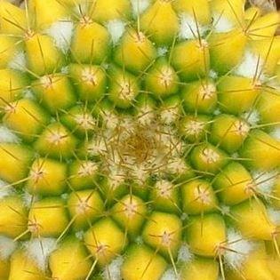 Mammillaria Marksiana in the GardenTags plant encyclopedia Cabeza de Viejo in the GardenTags plant encyclopedia
