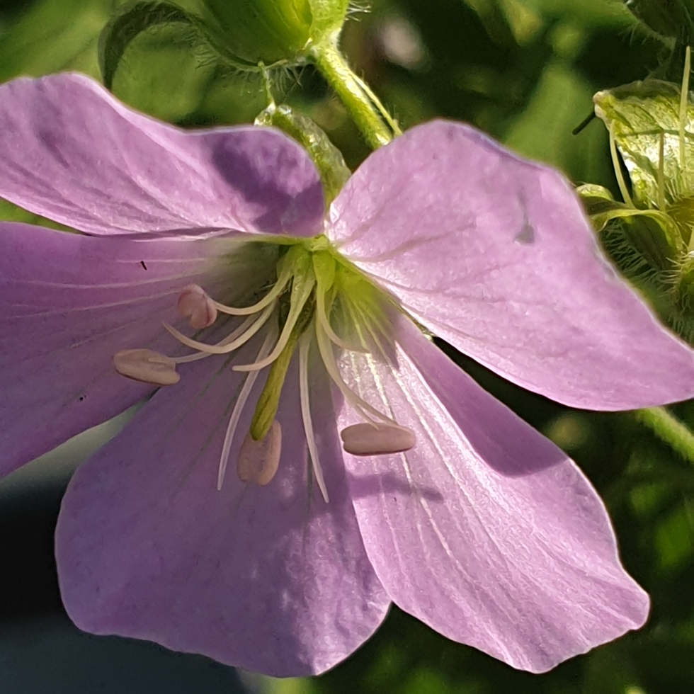 Geranium maculatum Beth Chatto in the GardenTags plant encyclopedia Spotted Cranesbill Beth Chatto in the GardenTags plant encyclopedia