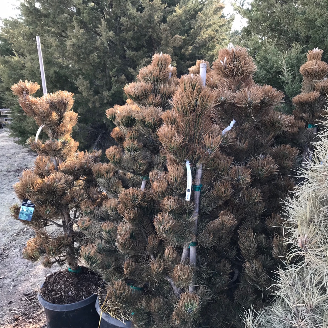 Oregon Green Austrian Pine in the GardenTags plant encyclopedia