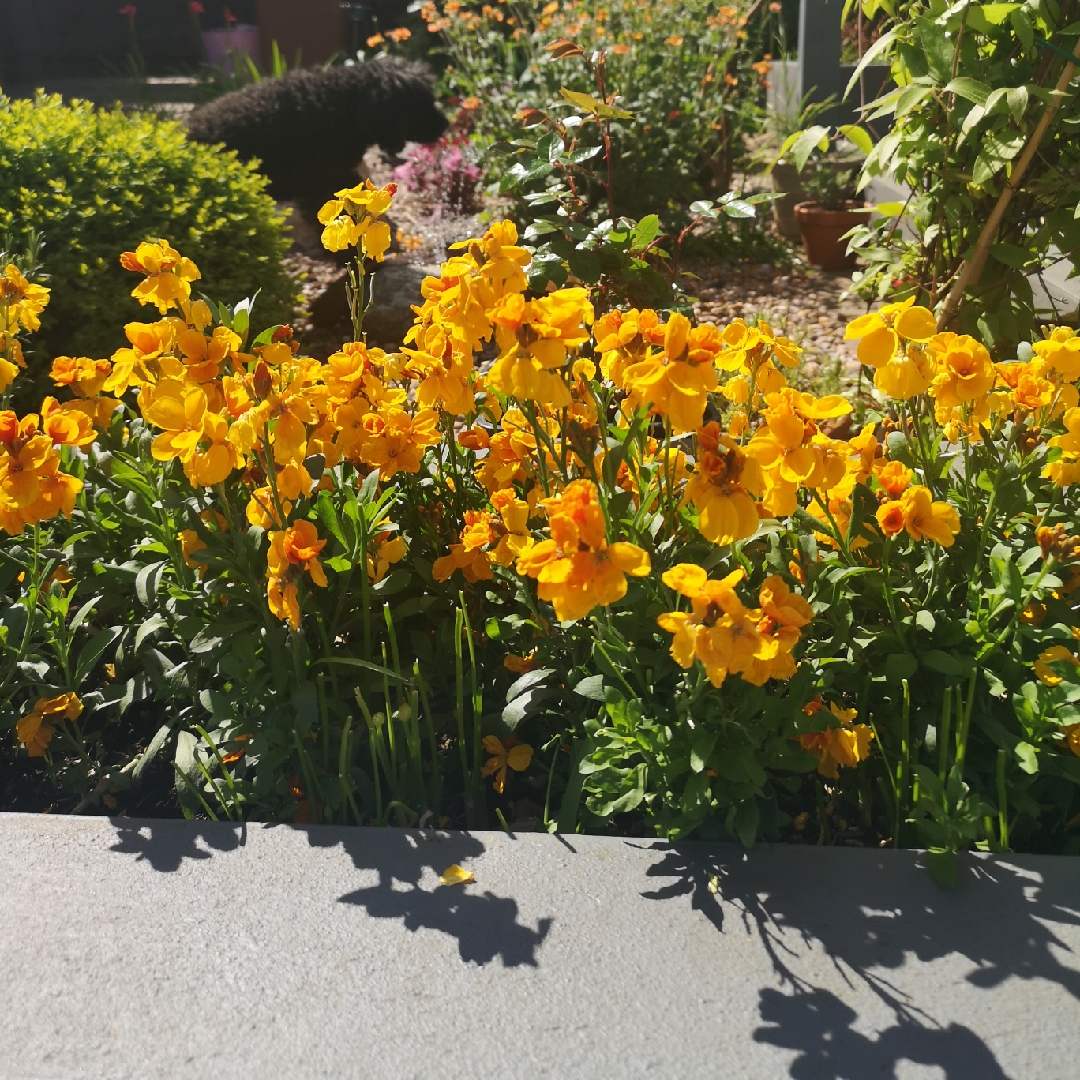 Erysimum Sugar Rush Orange (Sugar Rush Series) in the GardenTags plant encyclopedia Wallflower Sugar Rush Orange in the GardenTags plant encyclopedia