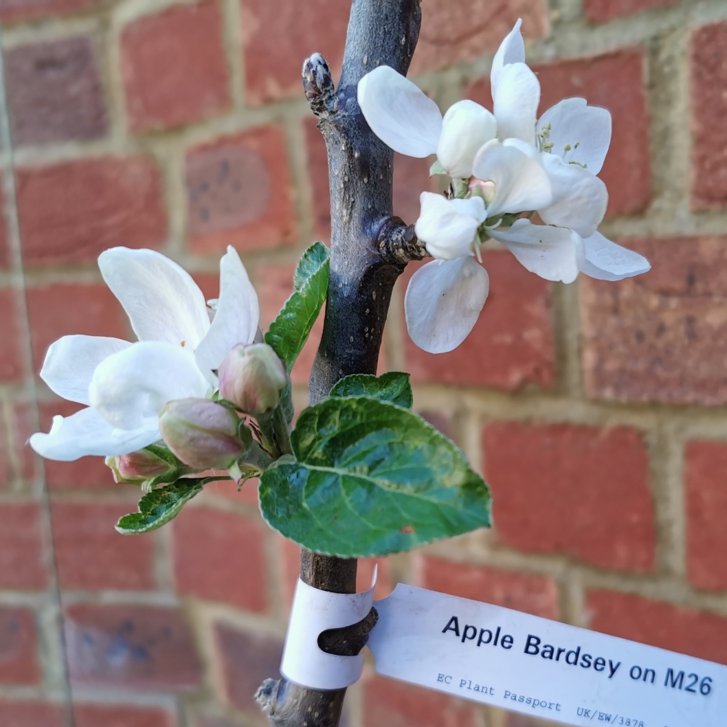 Malus domestica Bardsey in the GardenTags plant encyclopedia Apple Bardsey in the GardenTags plant encyclopedia