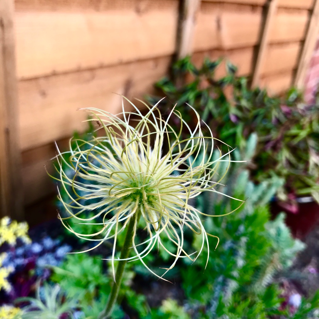 Pulsatilla alpina syn. Anemone alpina in the GardenTags plant encyclopedia Alpine Pasqueflower in the GardenTags plant encyclopedia