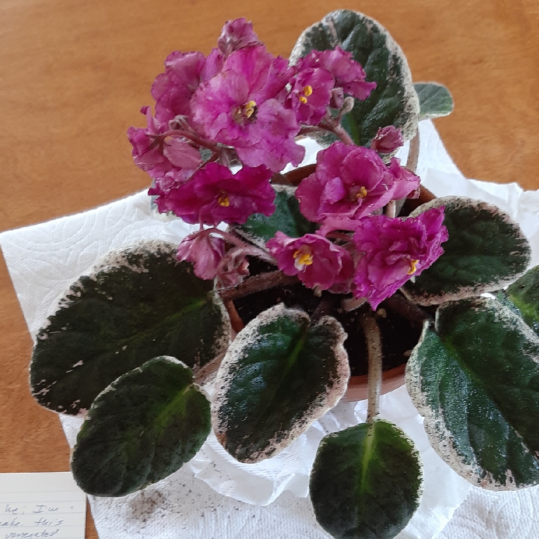 Streptocarpus sect. Saintpaulia Rebels Restless Heart syn. Saintpaulia Rebels Restless Heart in the GardenTags plant encyclopedia African Violet Rebels Restless Heart in the GardenTags plant encyclopedia