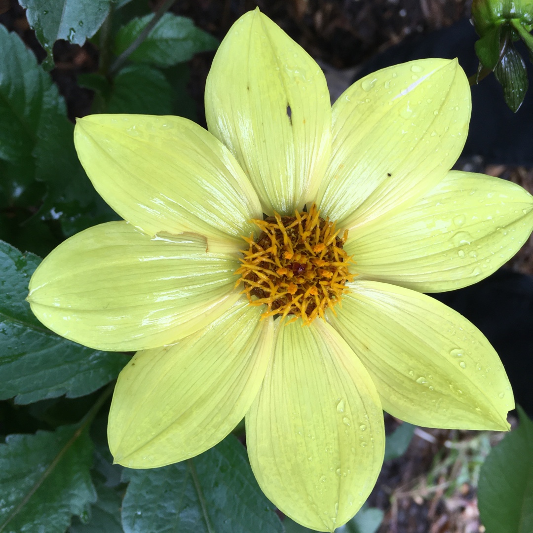 Dahlia Clarion in the GardenTags plant encyclopedia Dahlia Clarion (Single) in the GardenTags plant encyclopedia