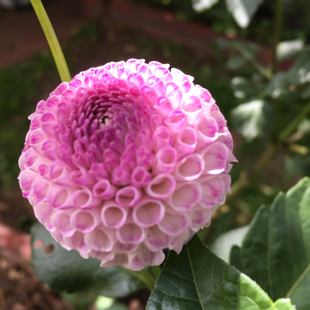 Dahlia Frank Holmes in the GardenTags plant encyclopedia Dahlia Frank Holmes (Pompon) in the GardenTags plant encyclopedia