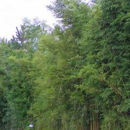 Bambusa textilis Gracilis in the GardenTags plant encyclopedia Gracilis Bamboo in the GardenTags plant encyclopedia