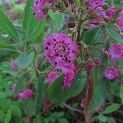 Kalmia angustifolia in the GardenTags plant encyclopedia Sheep Laurel in the GardenTags plant encyclopedia