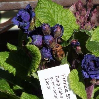 Primula Strong Beer in the GardenTags plant encyclopedia Primrose Strong Beer in the GardenTags plant encyclopedia