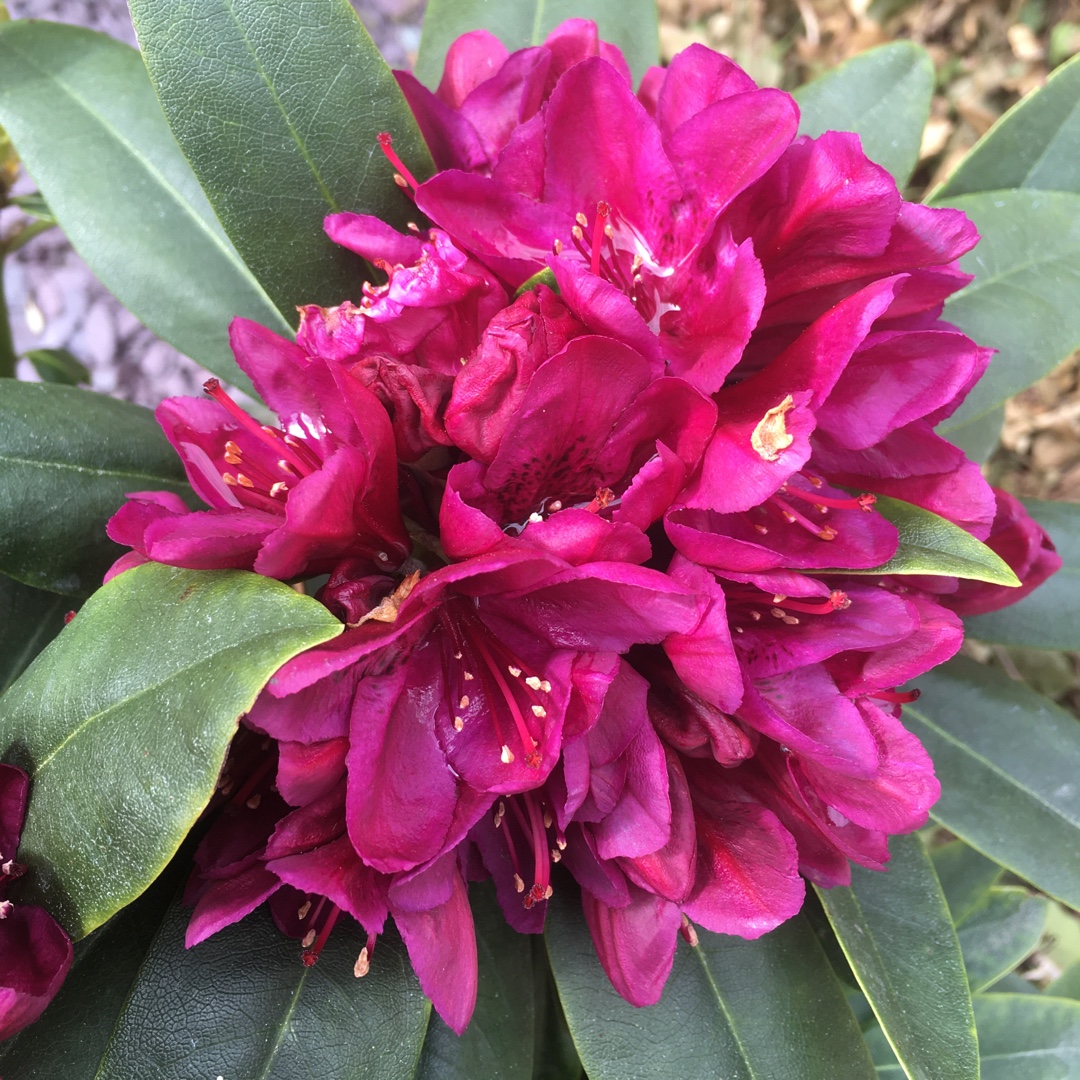 Rhododendron Polarnacht syn. Rhododendron Polar Night in the GardenTags plant encyclopedia Rhododendron Polar Night in the GardenTags plant encyclopedia