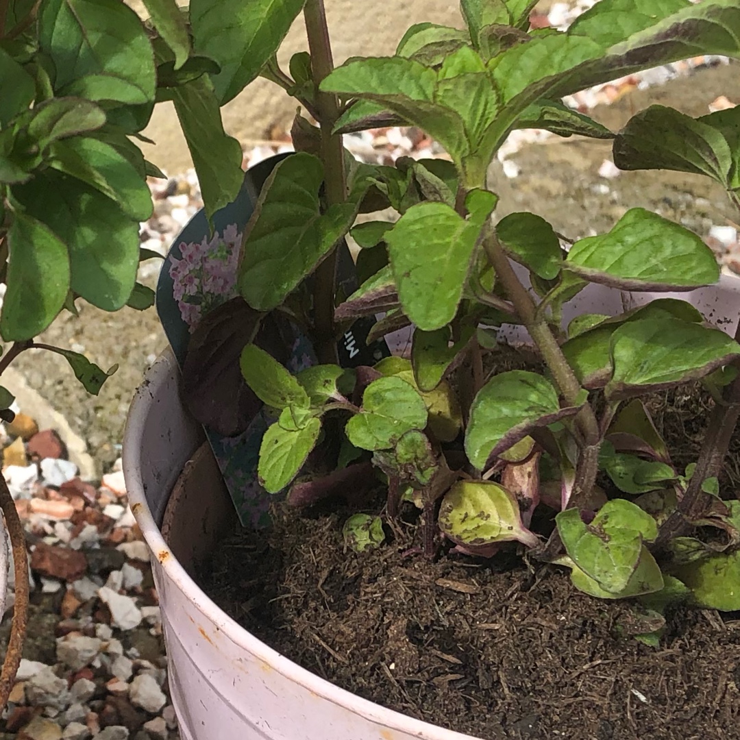 Mentha Lavender Mint in the GardenTags plant encyclopedia Lavender Mint in the GardenTags plant encyclopedia