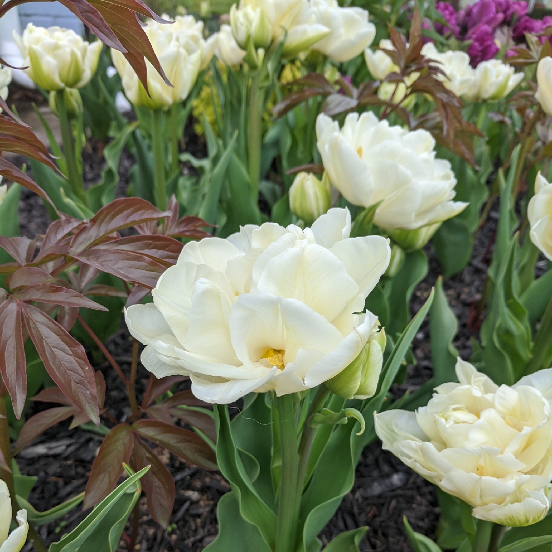 Tulipa Mondial in the GardenTags plant encyclopedia Tulip Mondial (Double Early) in the GardenTags plant encyclopedia