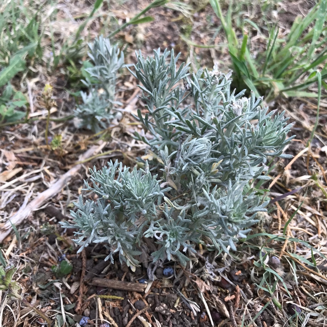Artemisia pycnocephala in the GardenTags plant encyclopedia Beach Wormwood in the GardenTags plant encyclopedia
