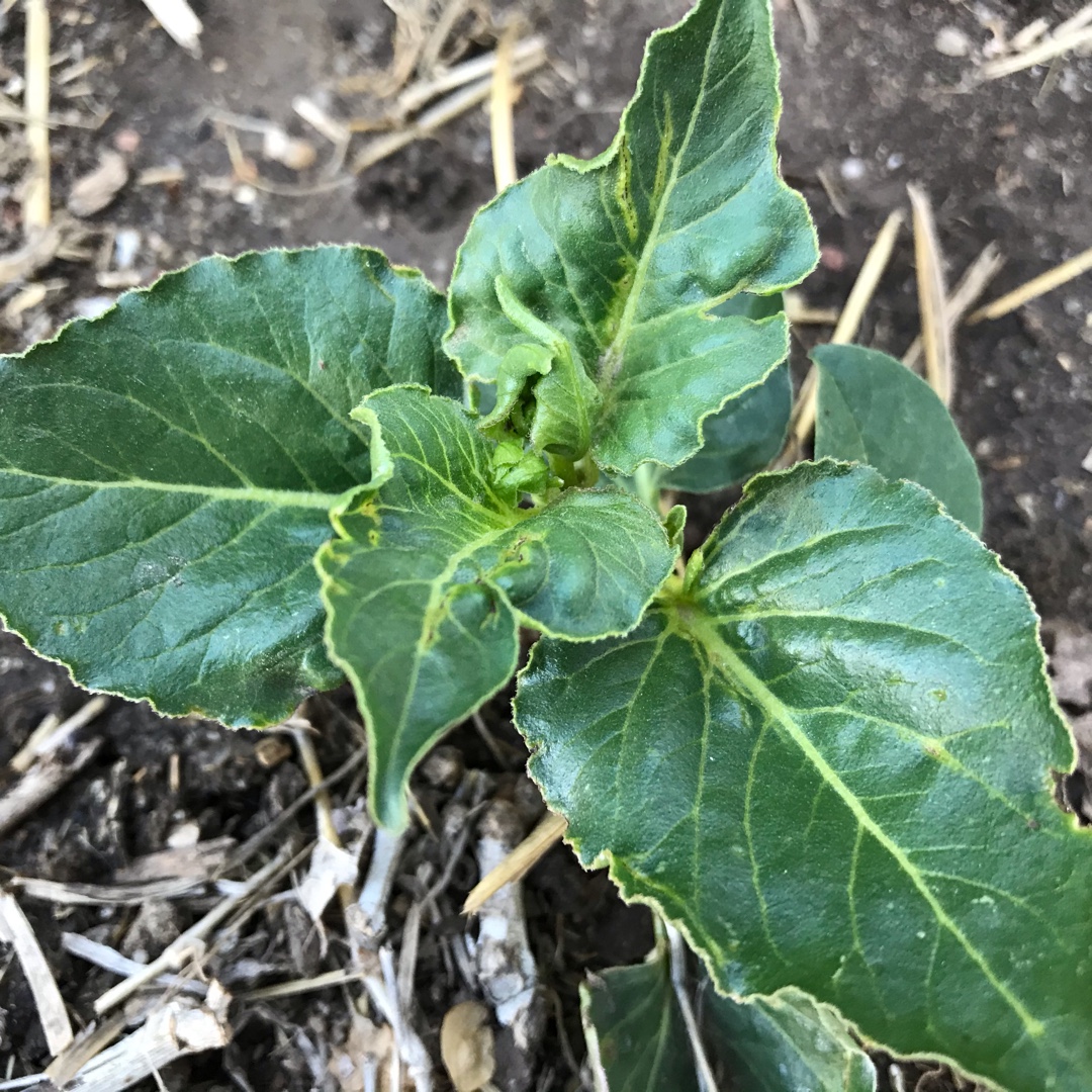 Mirabilis nyctaginea in the GardenTags plant encyclopedia Heartleaf Four OClock in the GardenTags plant encyclopedia